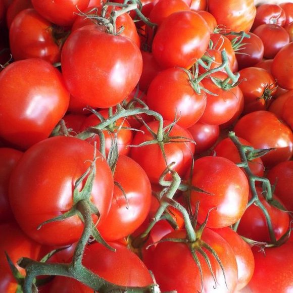 TOMATOES ~ 8" X 10" photo - Picture 1 of 1
